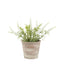 Bodhi Accessories Potted Rustic White Lavendar House of Isabella UK