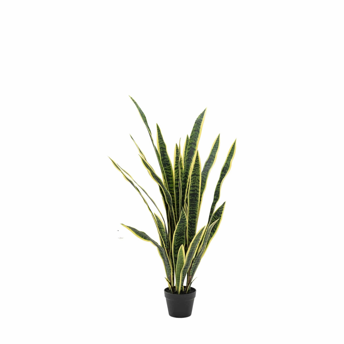 Bodhi Accessories Potted Sansevieria Plant 4ft House of Isabella UK