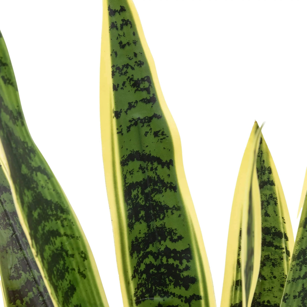 Bodhi Accessories Potted Sansevieria Plant 4ft House of Isabella UK