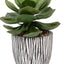 Bodhi Accessories Potted Succulent in Ribbed Black Ceramic Pot House of Isabella UK