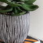 Bodhi Accessories Potted Succulent in Ribbed Black Ceramic Pot House of Isabella UK
