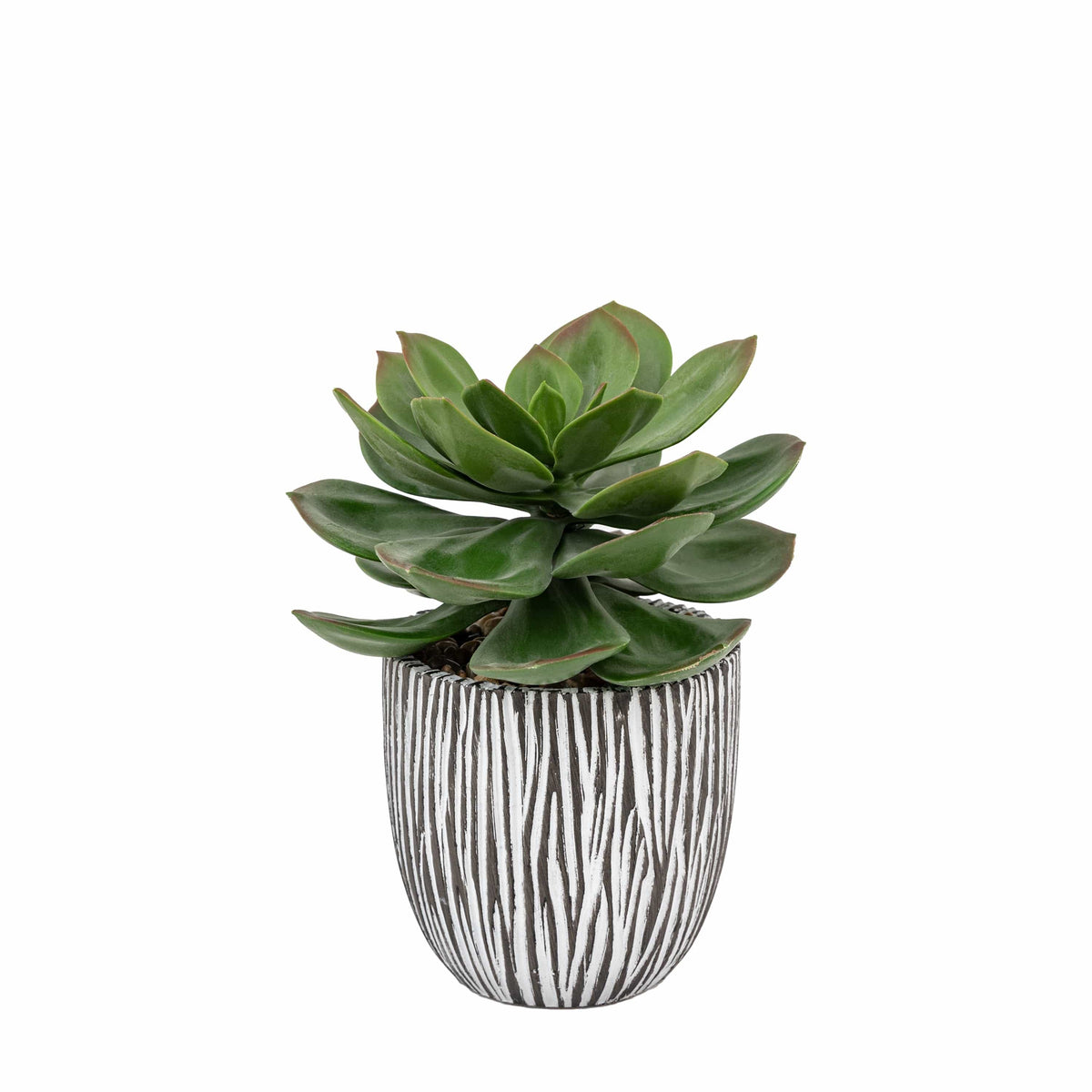Bodhi Accessories Potted Succulent in Ribbed Black Ceramic Pot House of Isabella UK
