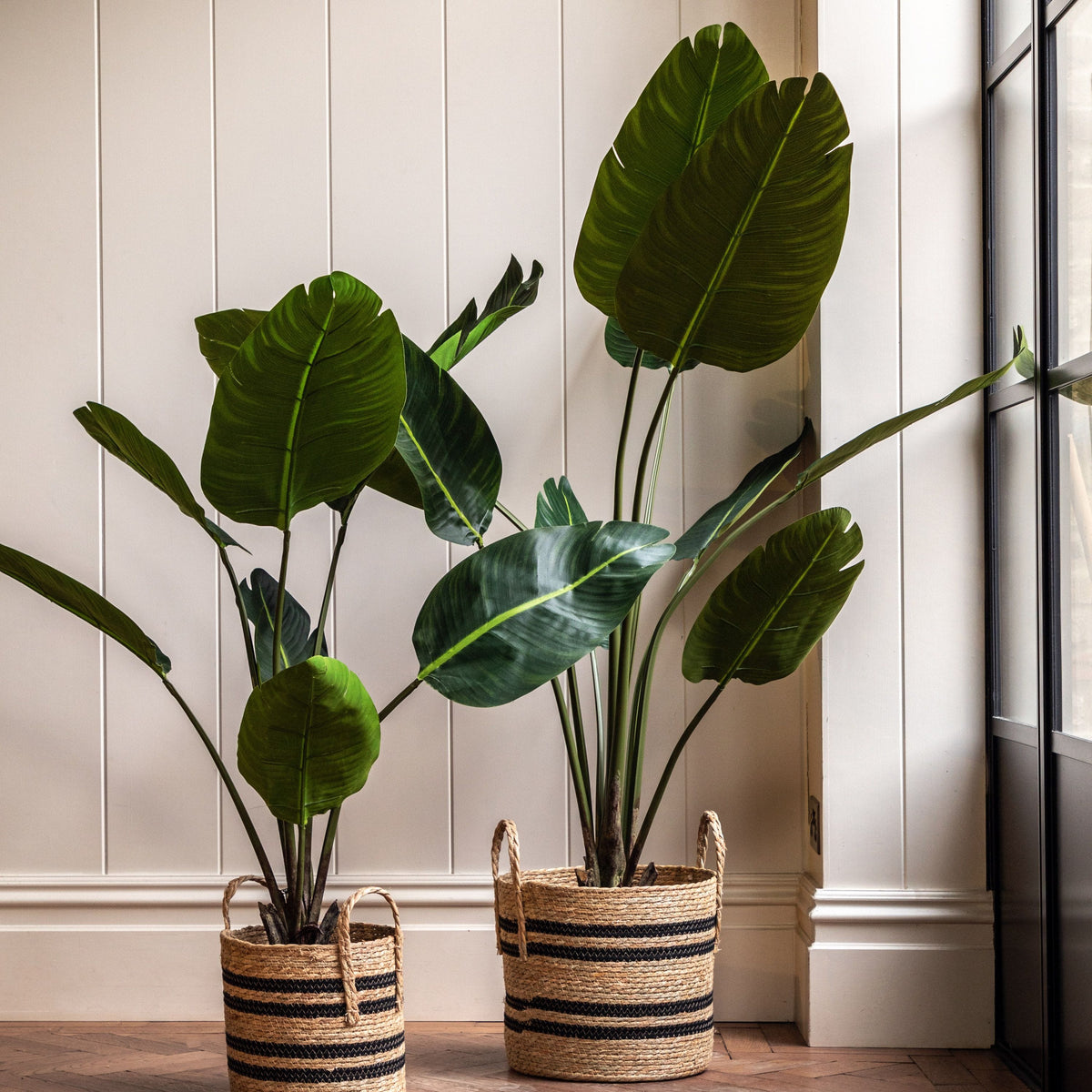 Bodhi Accessories Potted Travellers Palm Tree 4ft House of Isabella UK