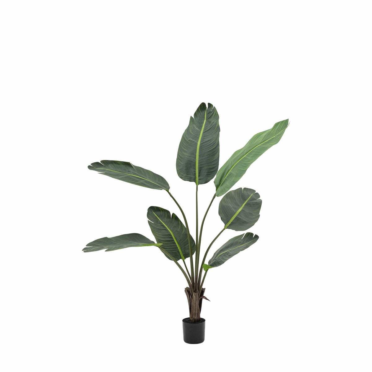 Bodhi Accessories Potted Travellers Palm Tree 4ft House of Isabella UK