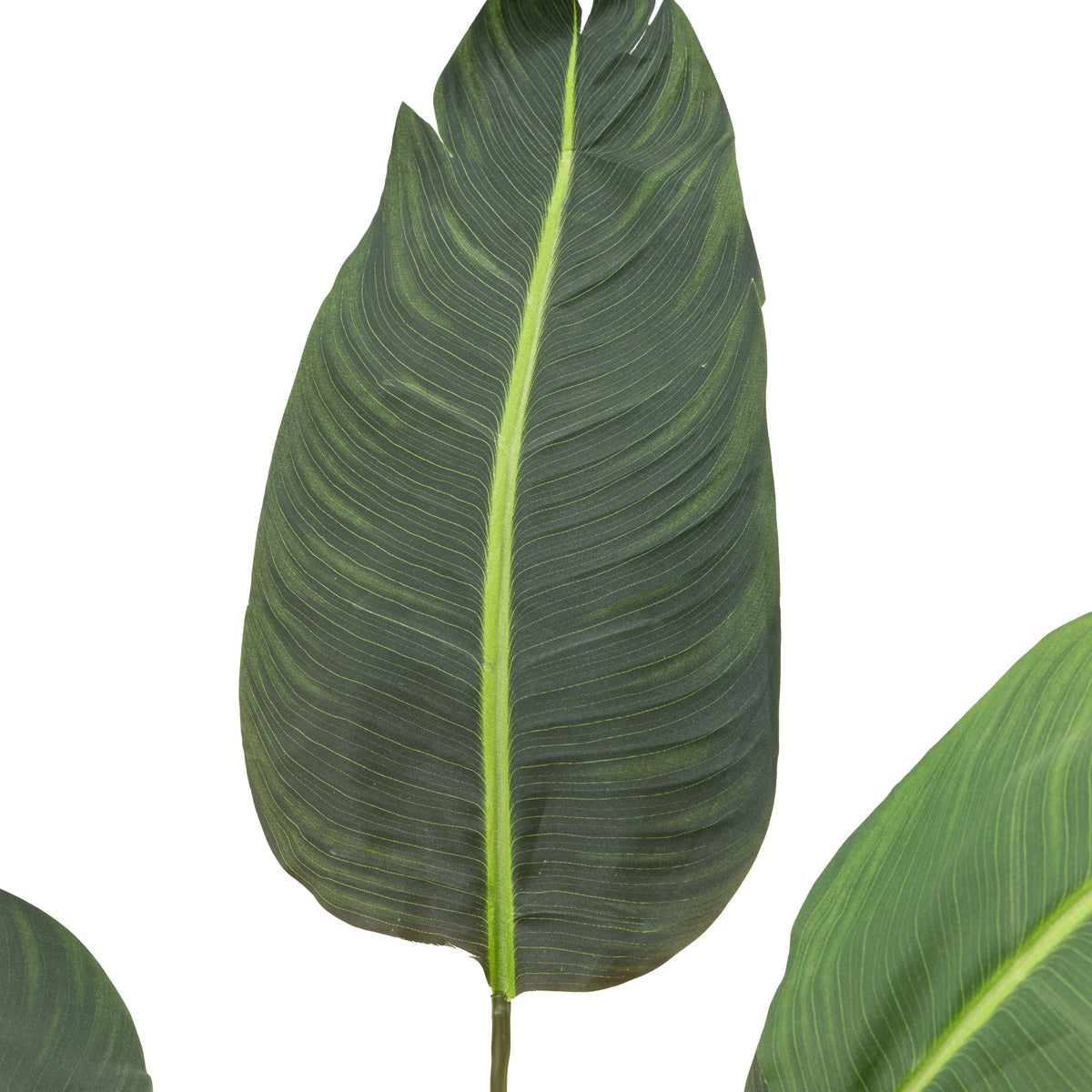 Bodhi Accessories Potted Travellers Palm Tree 4ft House of Isabella UK