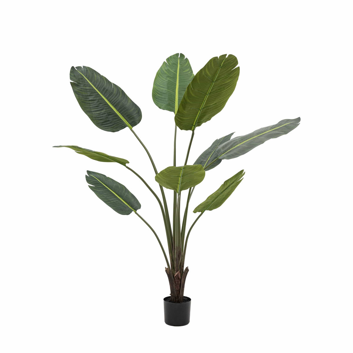 Bodhi Accessories Potted Travellers Palm Tree 5ft House of Isabella UK