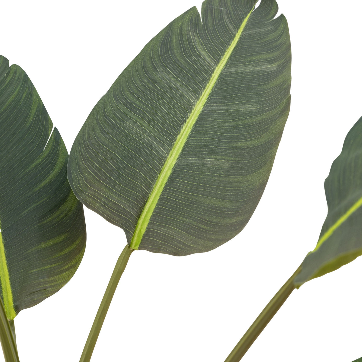 Bodhi Accessories Potted Travellers Palm Tree 5ft House of Isabella UK