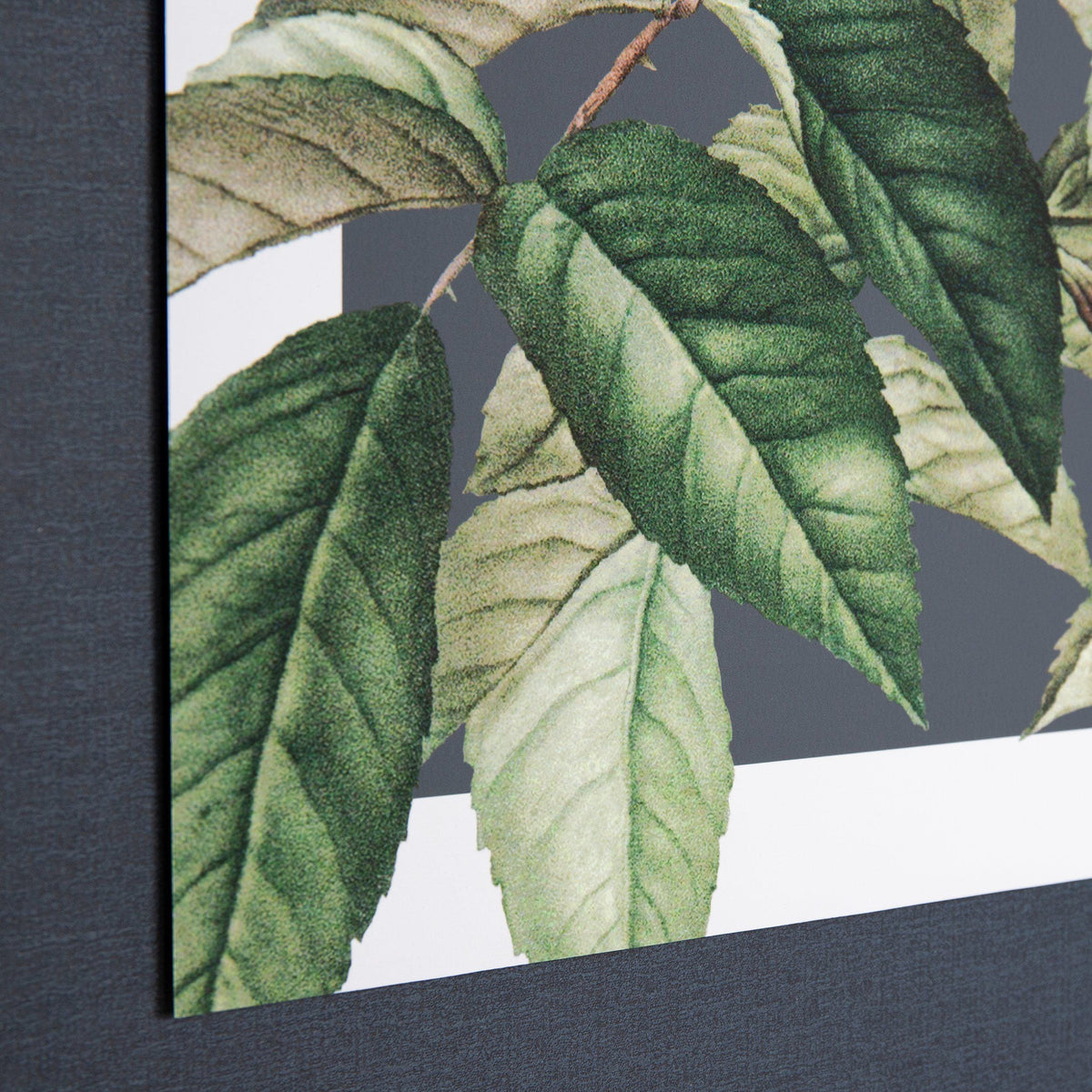 Bodhi Accessories Rosa Moschata Framed Canvas House of Isabella UK