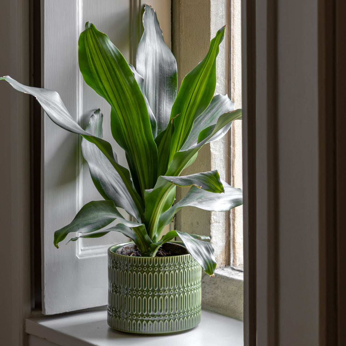 Bodhi Accessories Selva Embossed Planter Olive House of Isabella UK