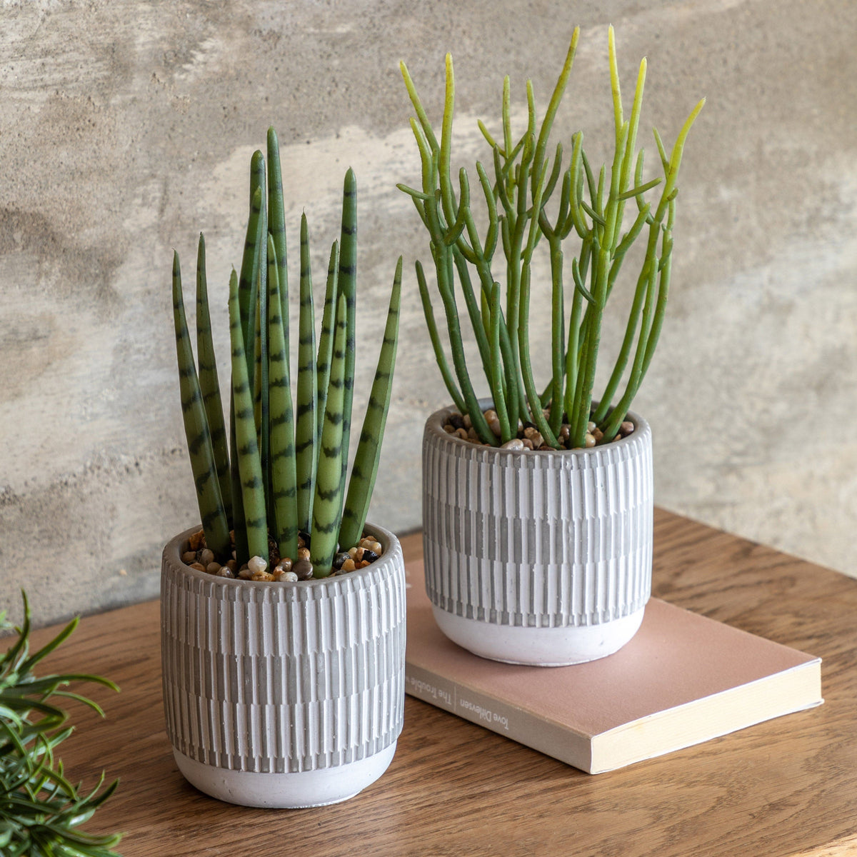 Bodhi Accessories Small Succulents Ceramic Pots Set of 2 House of Isabella UK