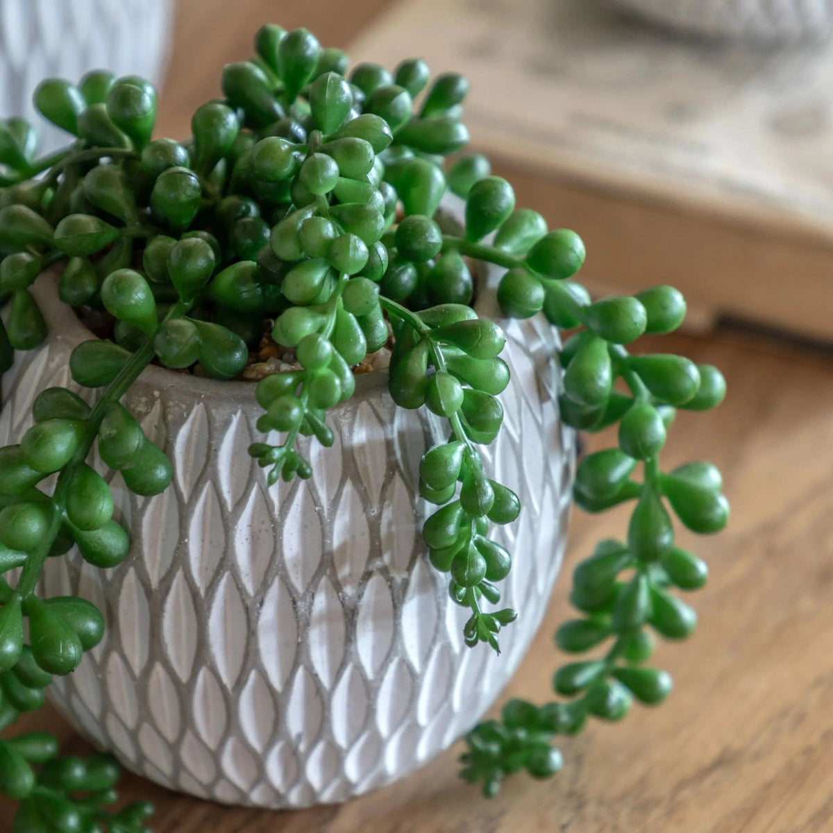 Bodhi Accessories Small Succulents Ceramic Pots Set of 3 House of Isabella UK