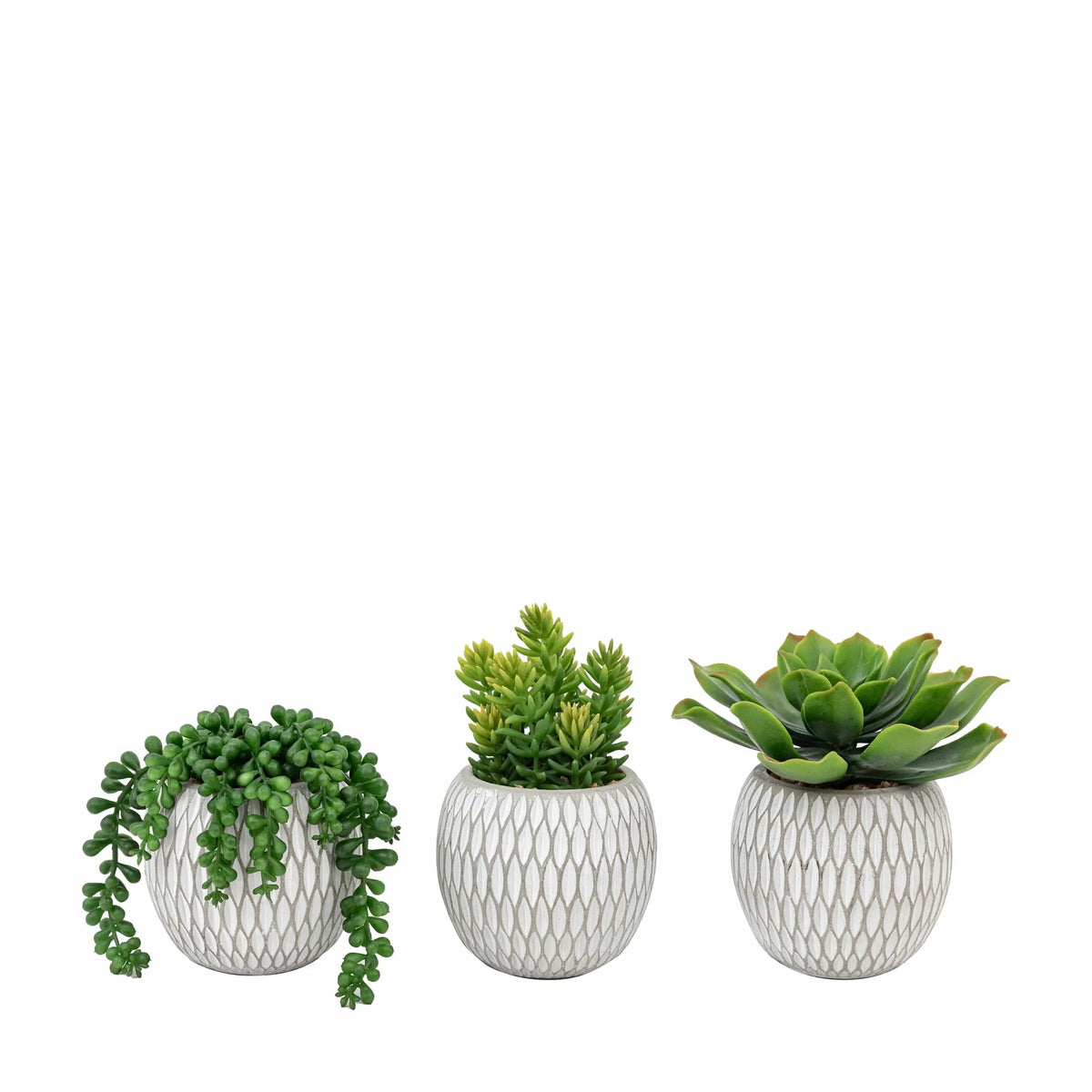Bodhi Accessories Small Succulents Ceramic Pots Set of 3 House of Isabella UK