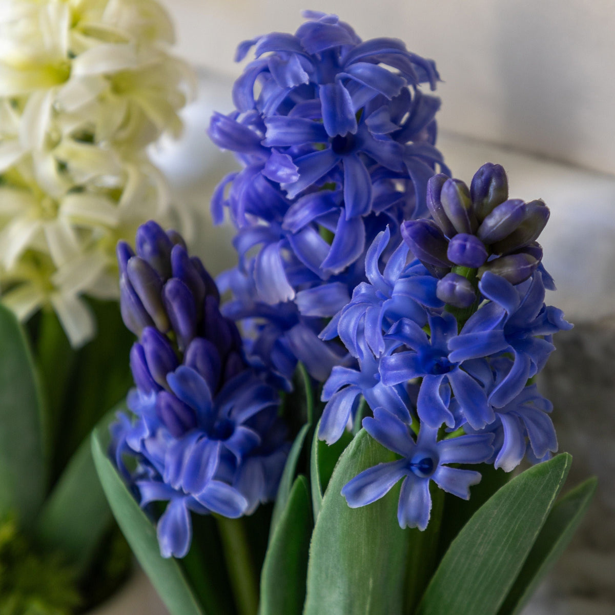 Bodhi Accessories Spring Hydrangea Purple in Ceramic Pots Set of 2 House of Isabella UK
