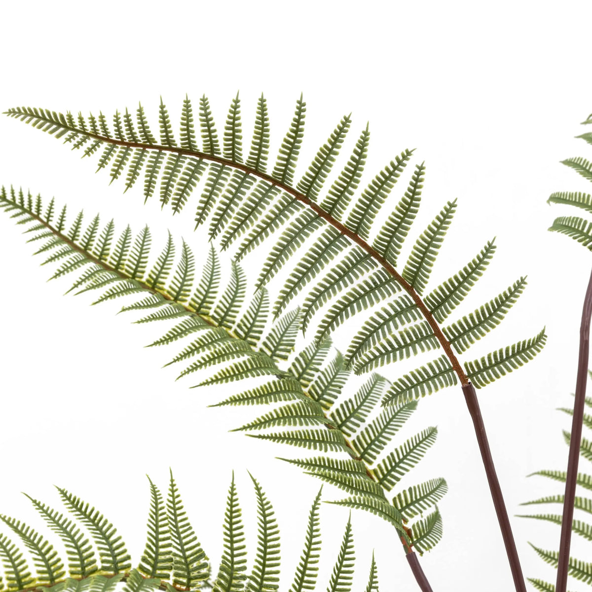 Bodhi Accessories Tall Fern in Textured Grey Ceramic Pot House of Isabella UK