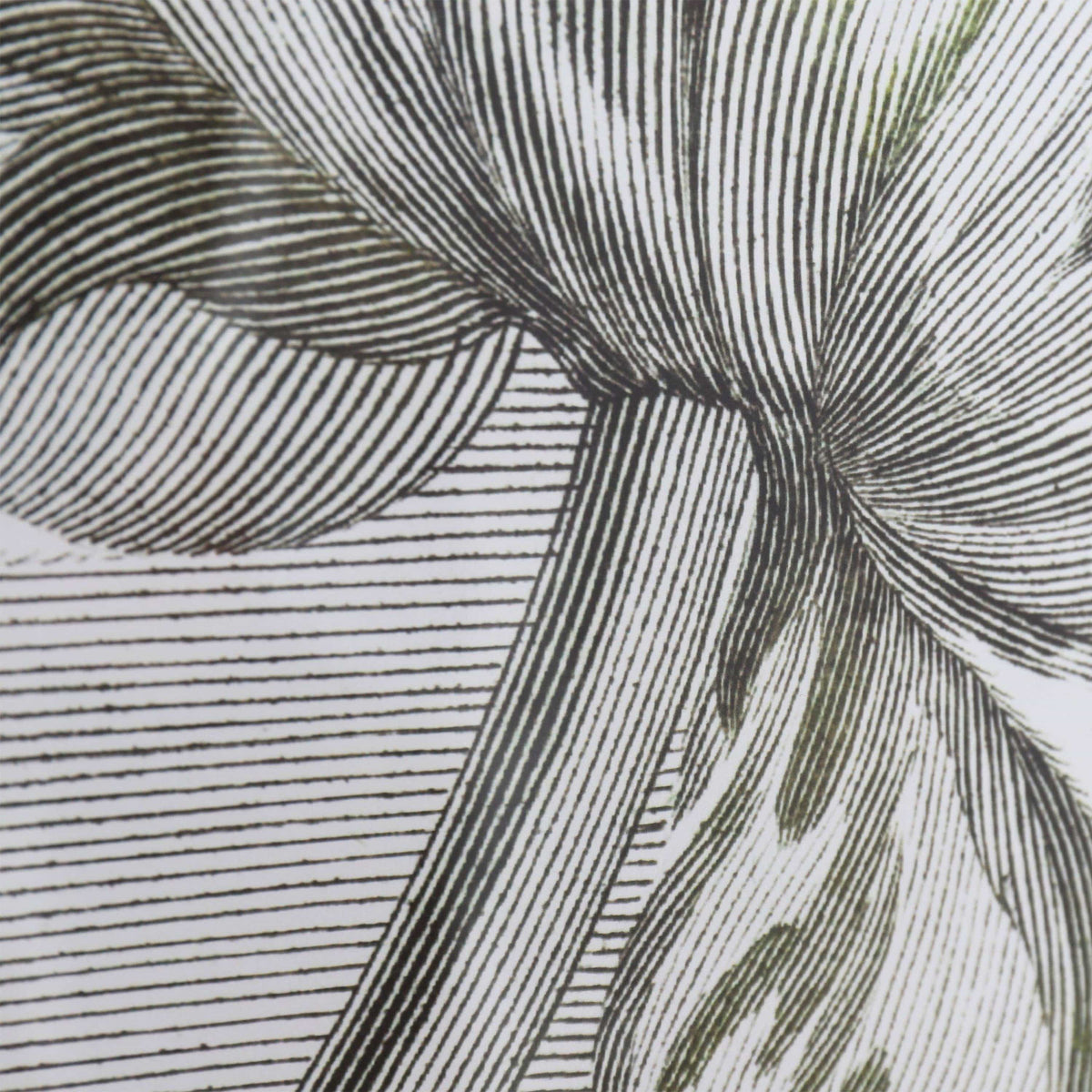 Bodhi Accessories Tulip Bloom Framed Art House of Isabella UK