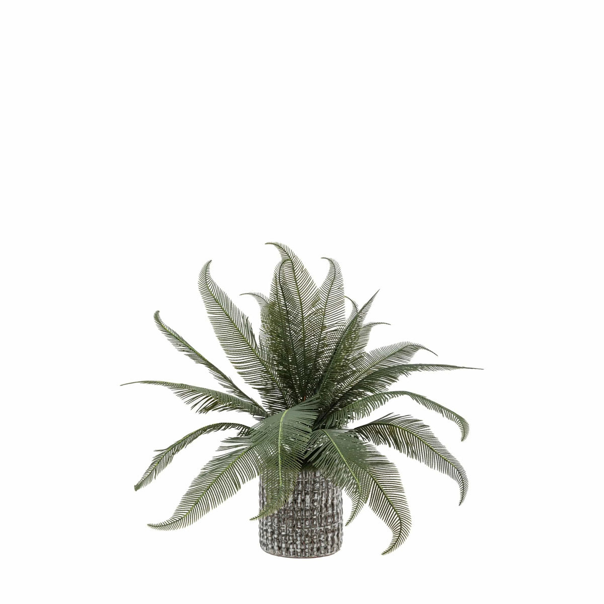 Bodhi Accessories Wide Fern in Concrete Pot House of Isabella UK