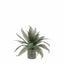 Bodhi Accessories Wide Fern in Concrete Pot House of Isabella UK