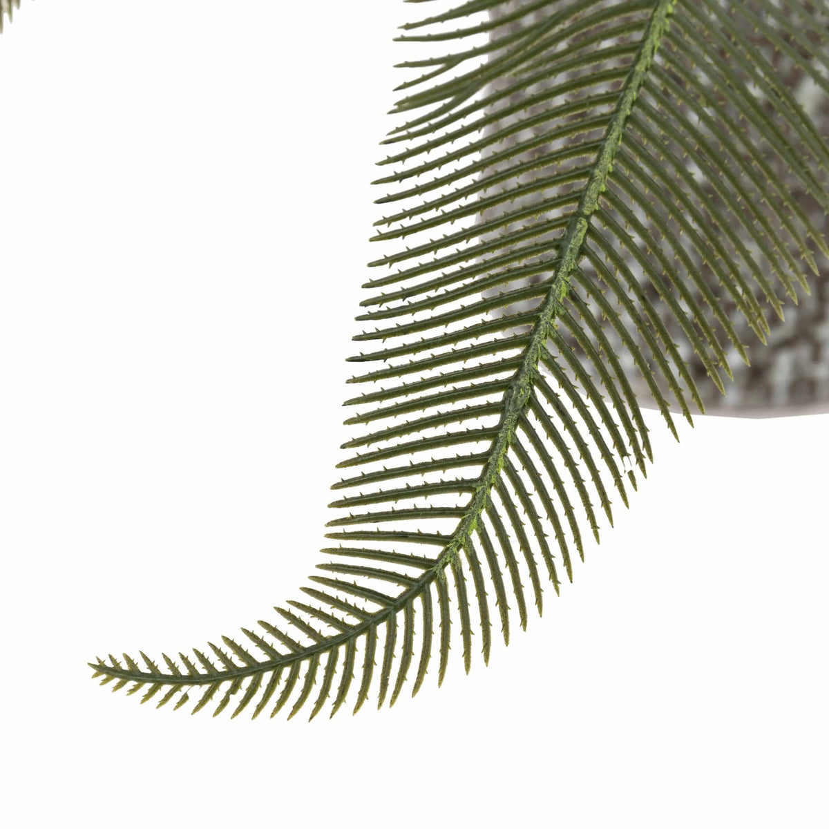 Bodhi Accessories Wide Fern in Concrete Pot House of Isabella UK