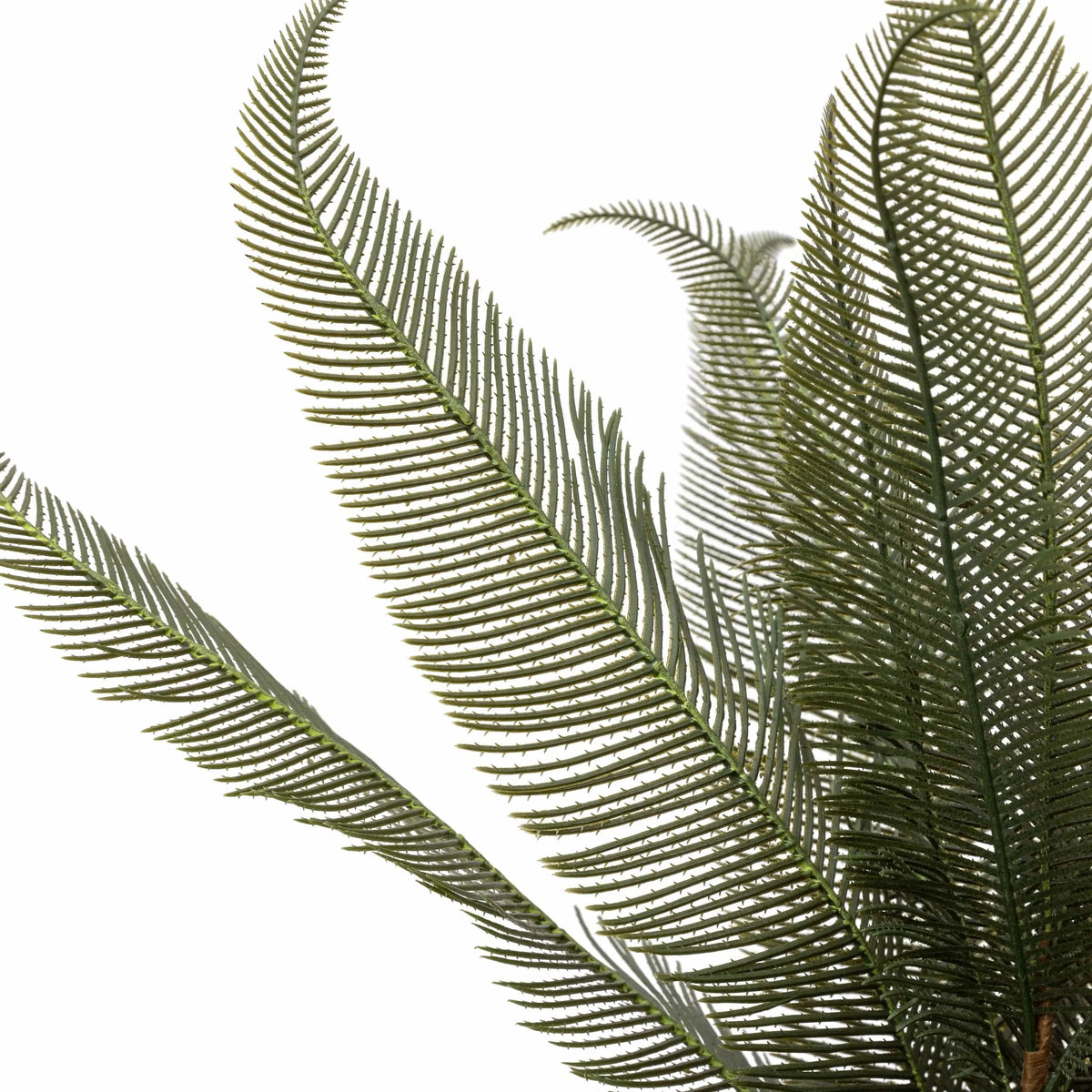 Bodhi Accessories Wide Fern in Concrete Pot House of Isabella UK