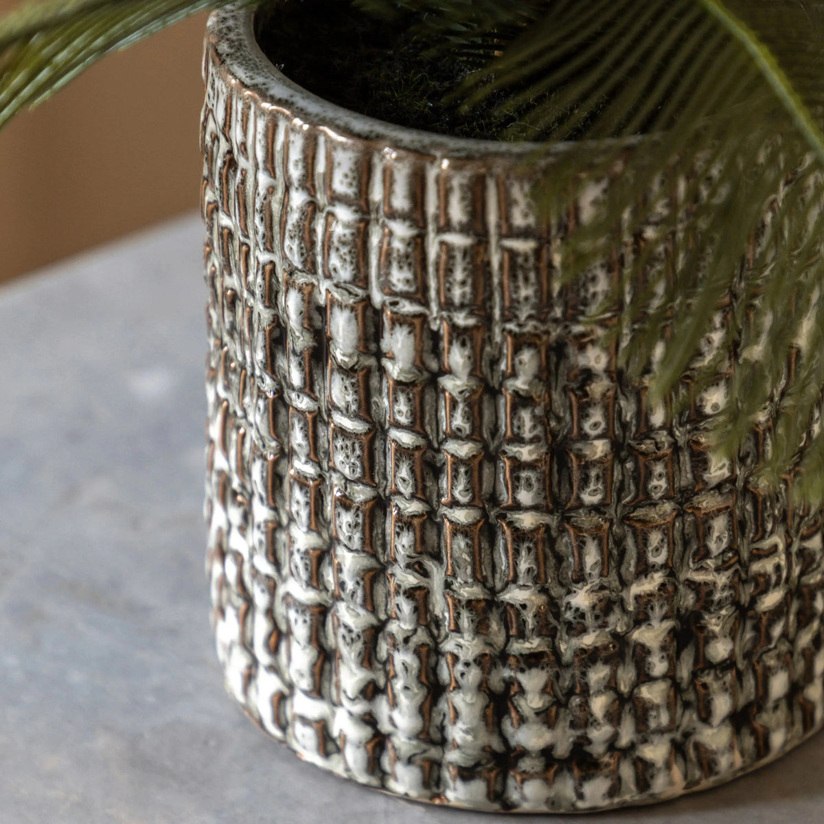 Bodhi Accessories Wide Fern in Concrete Pot House of Isabella UK