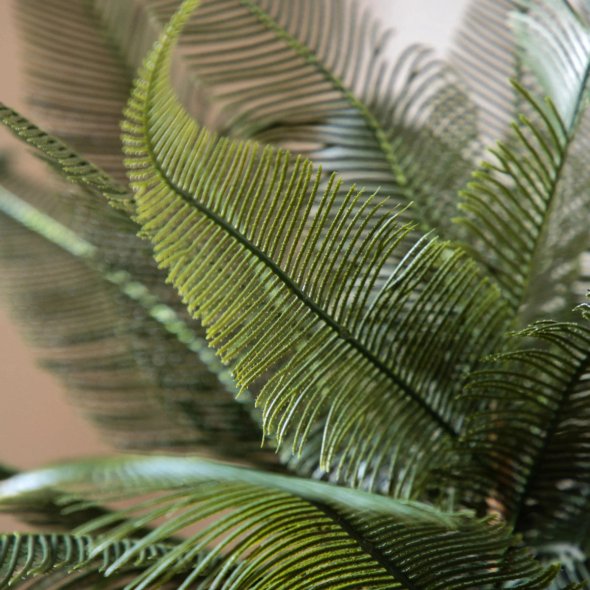 Bodhi Accessories Wide Fern in Concrete Pot House of Isabella UK