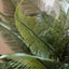 Bodhi Accessories Wide Fern in Concrete Pot House of Isabella UK
