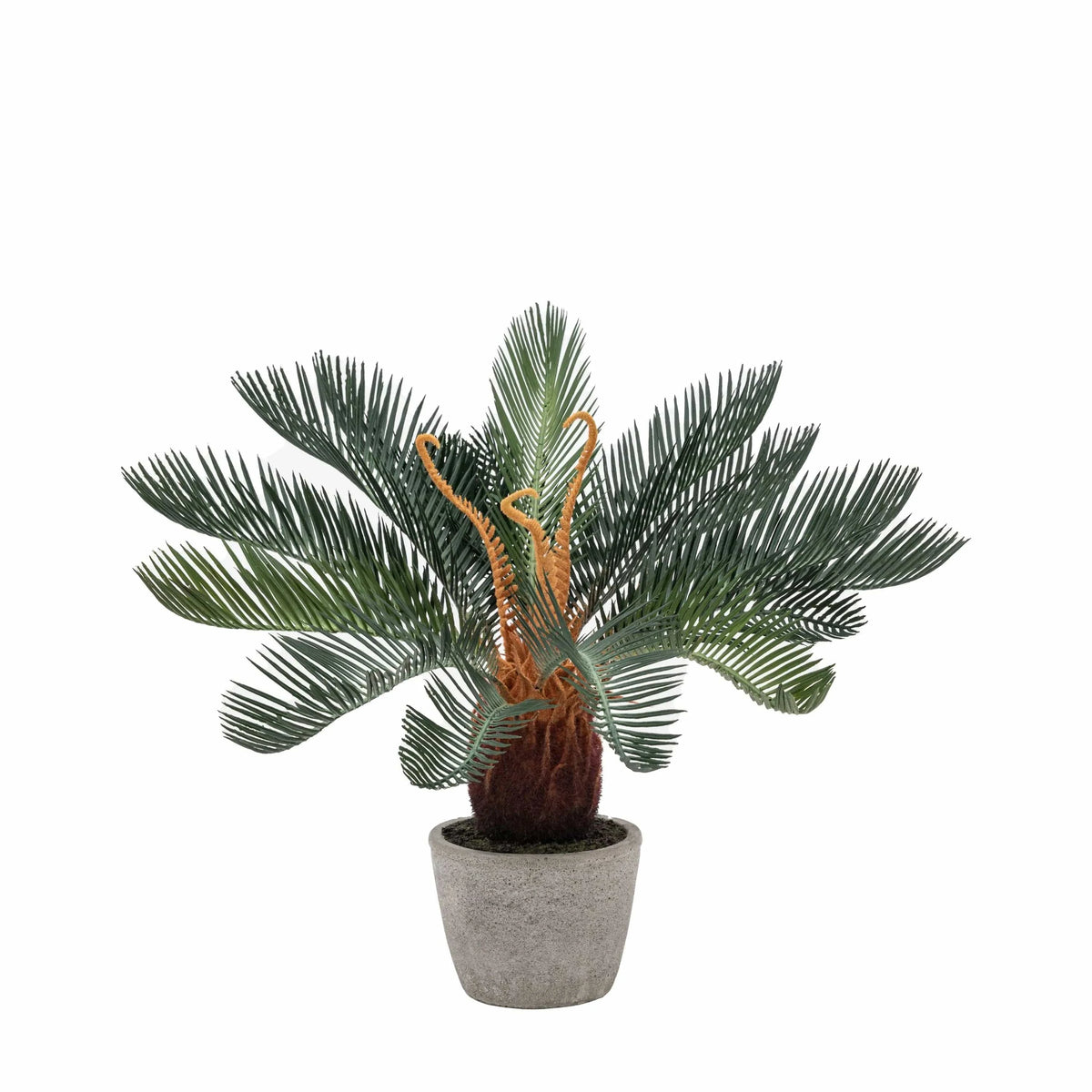 Bodhi Accessories Wide Palm in Concrete Pot House of Isabella UK
