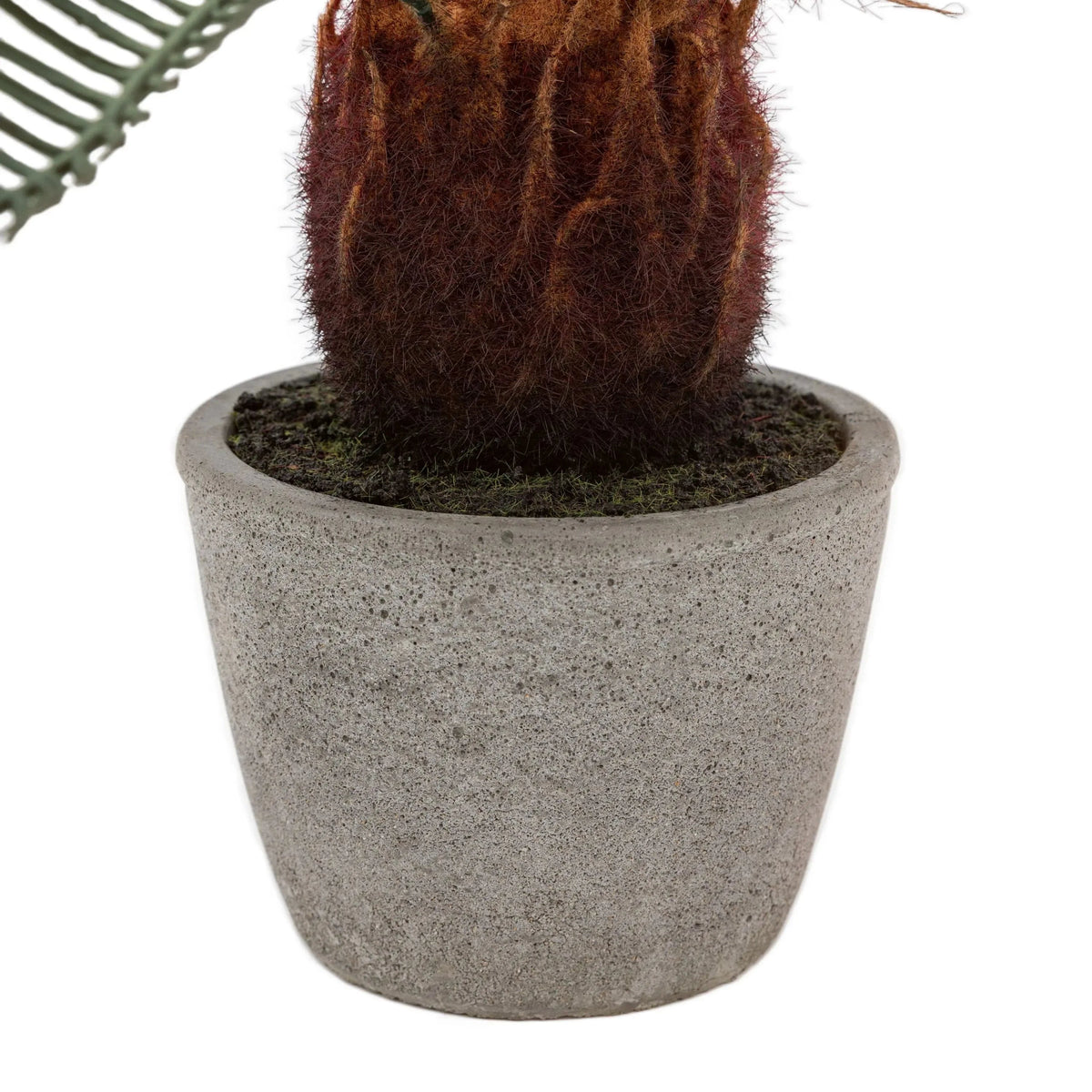 Bodhi Accessories Wide Palm in Concrete Pot House of Isabella UK