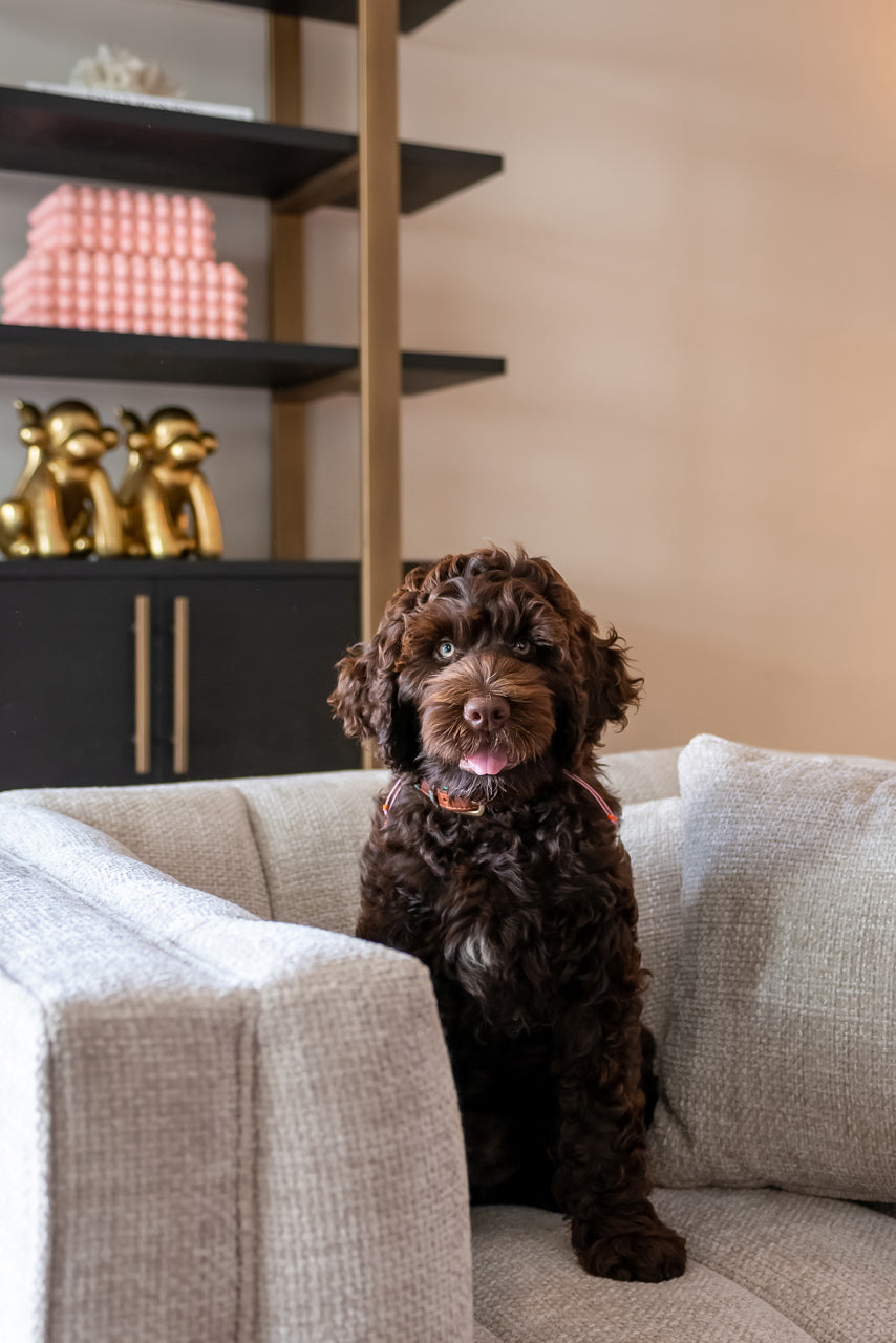 Display cabinet Cambon dark coffee  