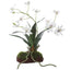 Clovis Orchid Drop-In