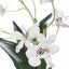 Clovis Orchid Drop-In