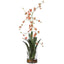 Dancing Orchid In Glass Vase