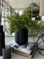 Eccotrading Design London Accessories Maidenhair Fern in a Black Carved Vase House of Isabella UK