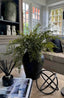 Eccotrading Design London Accessories Maidenhair Fern in a Black Terracotta Pot House of Isabella UK
