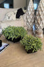 Eccotrading Design London Accessories Mini Plant in a Black Footed Bowl House of Isabella UK