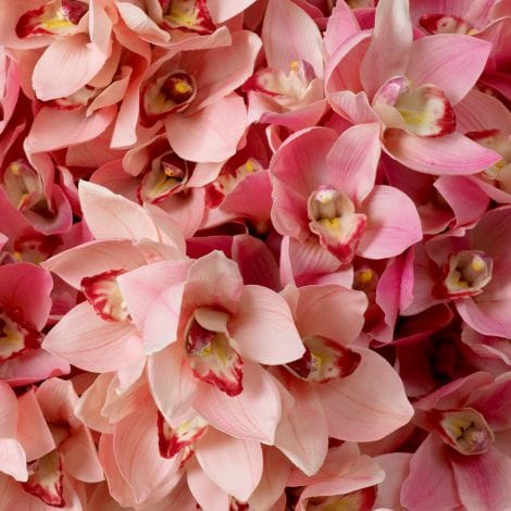 Eichholtz Accessories Bouquet of Cymbidium Orchids real touch 36 pcs House of Isabella UK