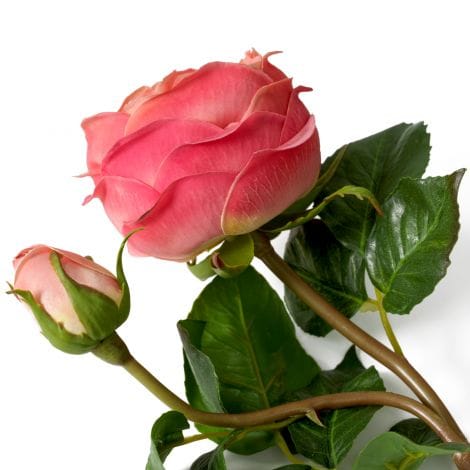 Eichholtz Accessories Bouquet of Roses real touch 72 pcs/3 varieties House of Isabella UK