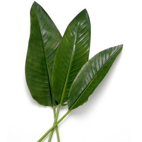 Eichholtz Accessories Bundle of Strelitzia leaves 36 pcs House of Isabella UK