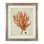 Eichholtz Accessories Framed Prints Antique red corals set of 6 House of Isabella UK