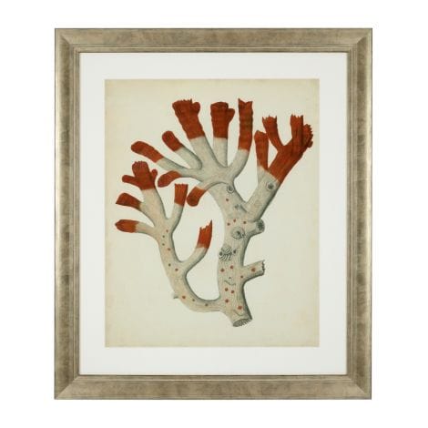 Eichholtz Accessories Framed Prints Antique red corals set of 6 House of Isabella UK