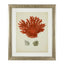 Eichholtz Accessories Framed Prints Antique red corals set of 6 House of Isabella UK