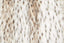 Esperance Accessories Bosie Lamina Animal Print Square Fur Cushion House of Isabella UK