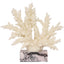Raize Coral Sculpture