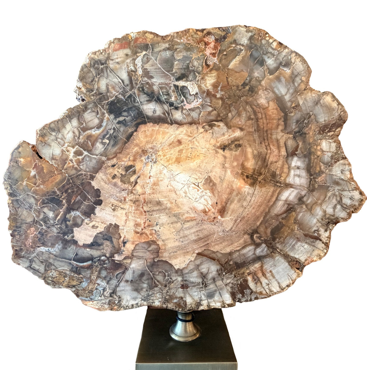 Ivor Petrified Wood Sculpture