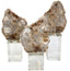 Bram Petrified Wood Sculpture - Medium