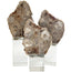 Bram Petrified Wood Sculpture - Medium