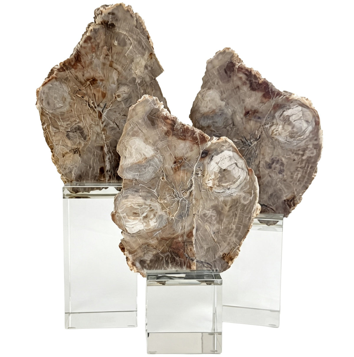 Bram Petrified Wood Sculpture - Small