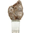 Bram Petrified Wood Sculpture - Medium