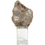 Bram Petrified Wood Sculpture - Medium
