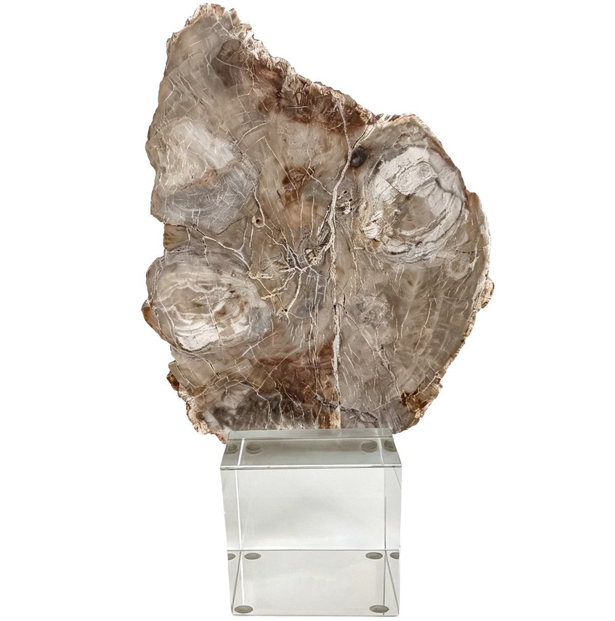 Bram Petrified Wood Sculpture - Small